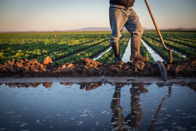 تساقطات مطرية مهمة تنعش الزراعات الربيعية بشمال المغرب