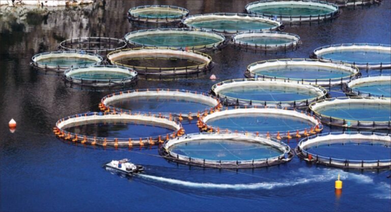 المغرب.. نموذج رائد في تربية الأحياء المائية المستدامة في إفريقيا