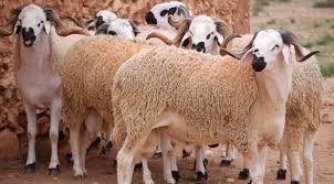 تواصل تراجع أسعار المواشي في المغرب