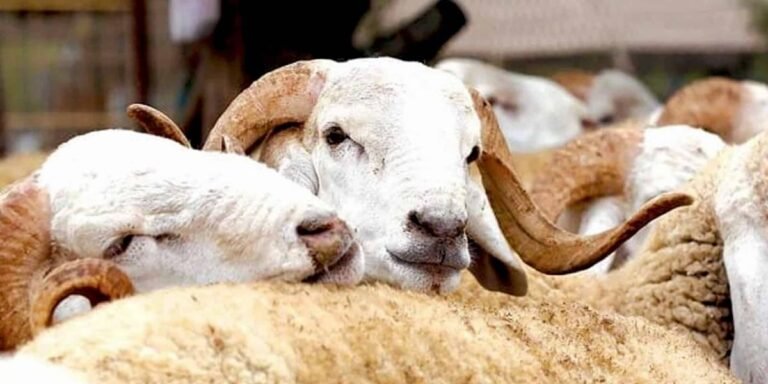 عيد الأضحى: 437 مليون درهم لدعم استيراد الأغنام في 2023 و2024