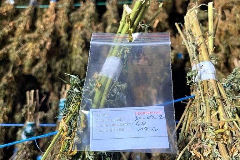 القنب الهندي المغربي يجذب اهتمام شركة هولندية