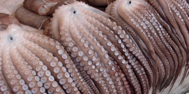 الصيد البحري: انطلاق حملة صيد الأخطبوط الصيفية بعد فترة راحة بيولوجية