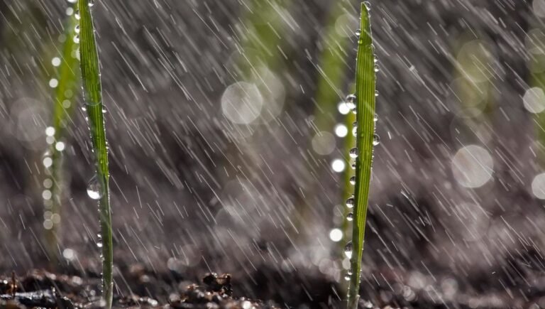 التساقطات تعيد التفاؤل للفلاحين