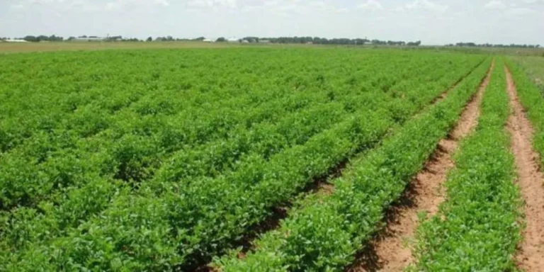 انتعاش فلاحي يعيد الأمل بإقليم الصويرة