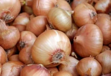 أكادير: البصل المستورد ينافس المحلي بقوة